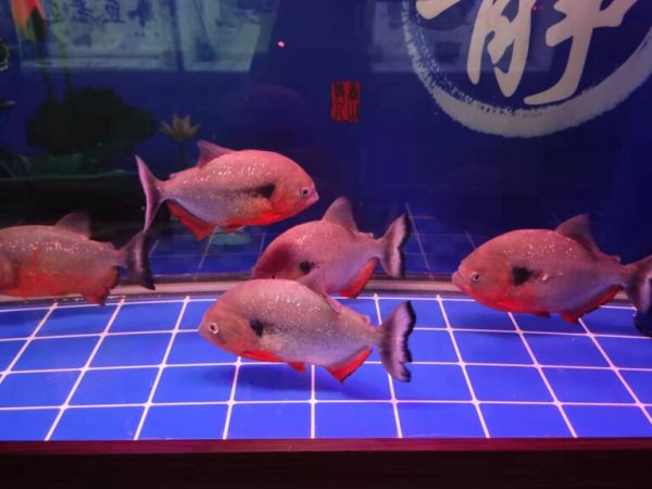 鱼缸水黄与投喂量有关系吗，是不是喂食频繁水色就会发黄？
