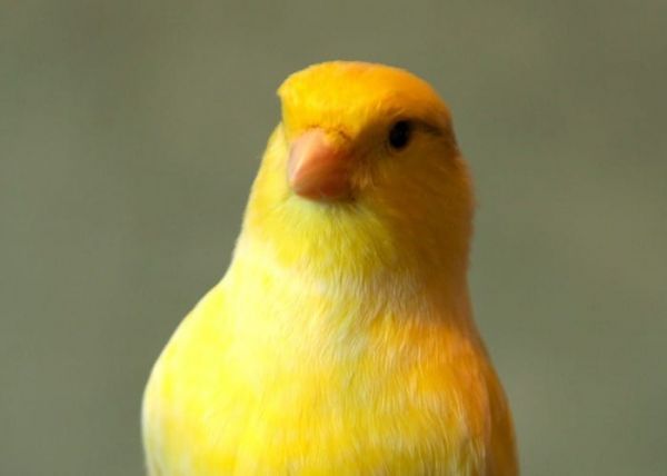 Un canario de color amarillo