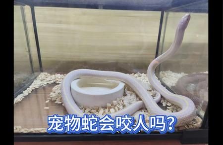 揭秘宠物蛇的咬人真相，了解养蛇安全知识