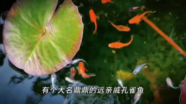 不用加热棒也能养的 8 种鱼,太省电费了!