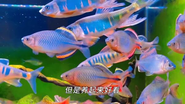 不用加热棒也能养的 8 种鱼,太省电费了!
