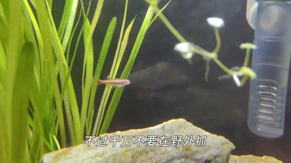 不用加热棒也能养的 8 种鱼,太省电费了!