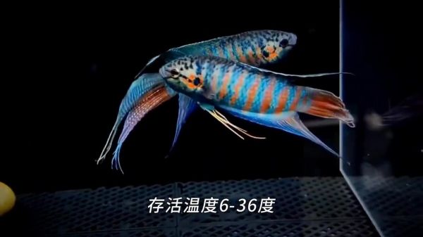 不用加热棒也能养的 8 种鱼,太省电费了!