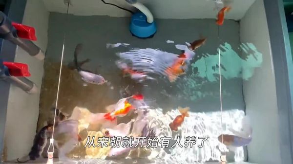 不用加热棒也能养的 8 种鱼,太省电费了!