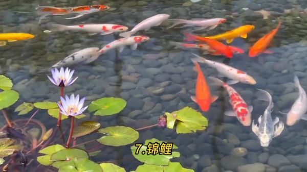 不用加热棒也能养的 8 种鱼,太省电费了!