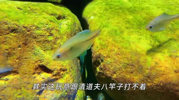 不用加热棒也能养的 8 种鱼,太省电费了!