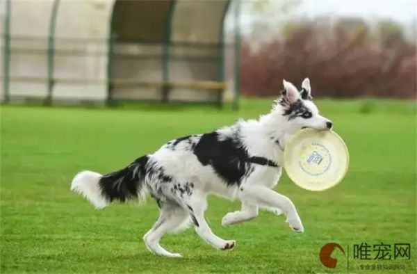 狗狗胃动力不足怎么调理
