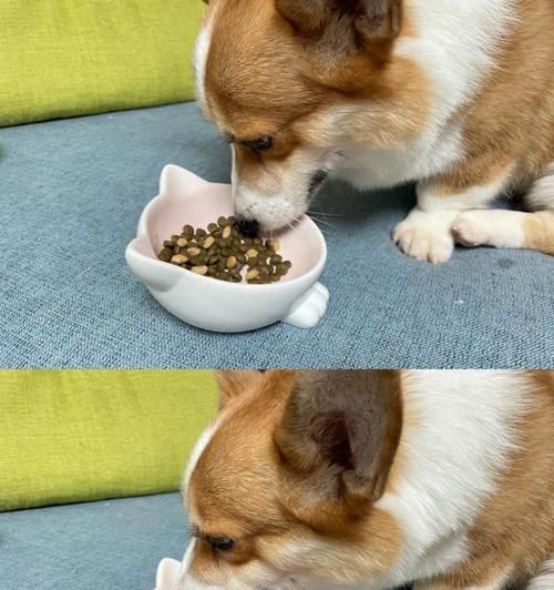 如何给一个月大的小狗做自制食物（以宠物为主）