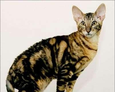 新出生小猫体重关注（了解小猫成长状态及健康保障）