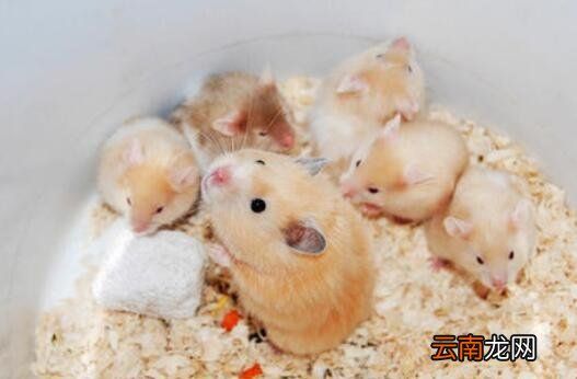 仓鼠的特点和生活特征