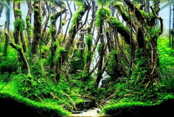如何挑选一个合适自己的鱼缸（六）——造景材料的选择 