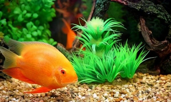 如何挑选一个合适自己的鱼缸（六）——造景材料的选择 