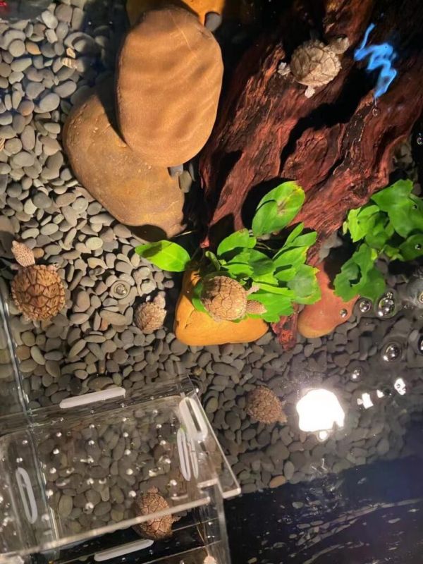 如何挑选一个合适自己的鱼缸（六）——造景材料的选择 
