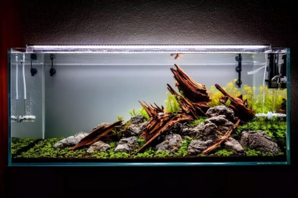 如何挑选一个合适自己的鱼缸（六）——造景材料的选择 