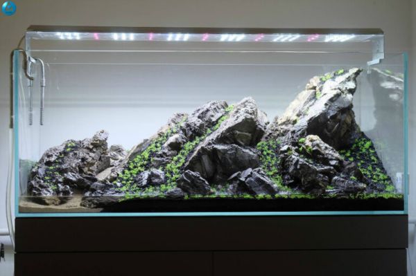 如何挑选一个合适自己的鱼缸（六）——造景材料的选择 