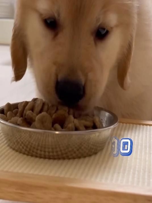 小狗最佳食物推荐_狗狗健康食谱_狗粮品牌排行榜_自制狗饭食谱_狗狗不能吃的食物清单_狗狗营养餐搭配_狗狗零食推荐_狗狗增肥食谱_狗狗减肥方法_狗狗肠胃调理食物