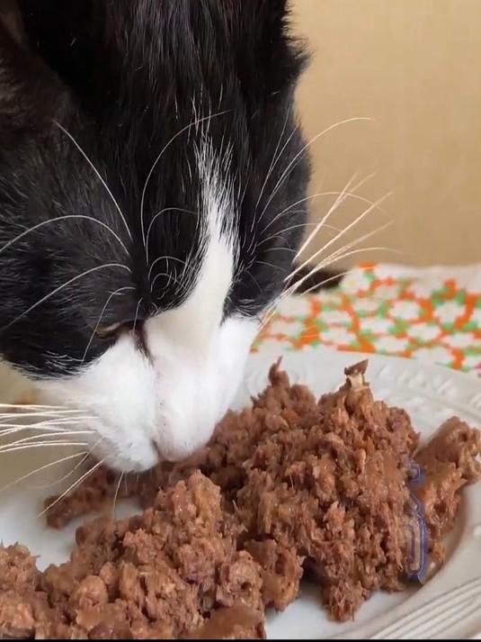 养猫开销预算_ 省钱养猫攻略_ 猫咪日常用品清单_ 猫粮价格比较_ 猫砂性价比推荐_ 猫咪医疗保健费用_ 猫咪玩具推荐_ 猫咪美容护理_ 自制猫饭教程_ 养猫月开销明细表