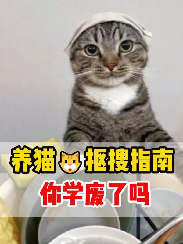猫粮优惠购买渠道_猫砂特价活动_猫咪用品折扣_养猫必备清单省钱_自制猫饭教程_宠物医院优惠_猫咪保健品团购_养猫省钱小妙招_猫爬架便宜买_二手猫咪用品交易