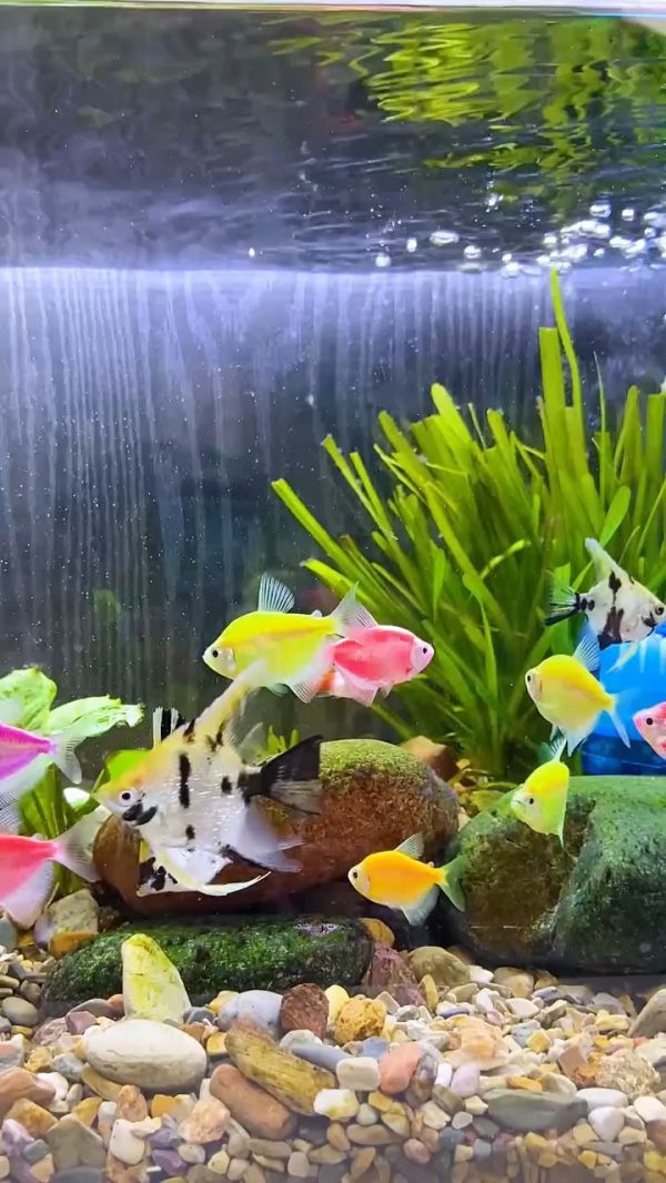 鱼缸水质净化器_养鱼水质调理方法_观赏鱼养殖技巧_鱼缸过滤器推荐_养鱼先养水教程_水族箱养鱼秘籍_如何保持鱼缸水质_鱼缸水质测试工具_水族箱设备大全_养鱼必备药品