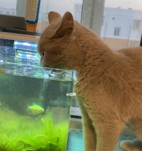 如何为宠物猫咪炖鱼汤补充营养（以营养炖鱼汤增强猫咪的健康）