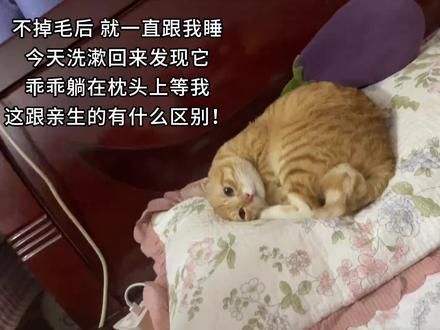 #记录猫咪日常 #萌宠出道计划 #养猫人