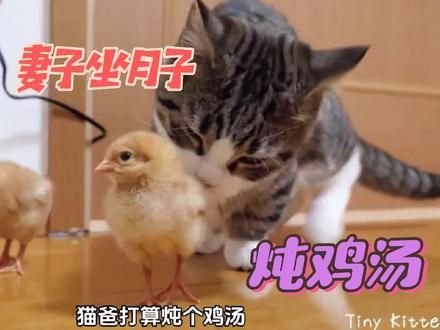 母猫不小心生下孩子，渣男丈夫抓鸡炖汤，独生子的待遇就不一样#猫咪成精 #猫咪的迷惑行为 #猫咪能有什么坏心思呢 #萌宠