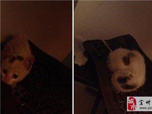 白色有黑花纹可爱小猫