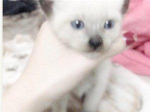 暹罗小猫便宜售出拉~~~
