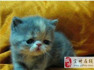 可爱的小加非猫等你领回家