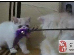 免费转赠品相漂亮的爱宠加菲猫