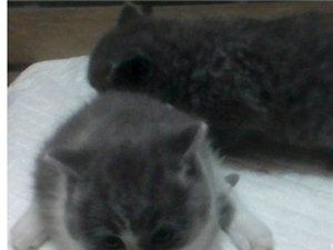 英国短毛猫宝宝
