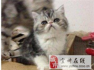 自家的超萌小加菲！