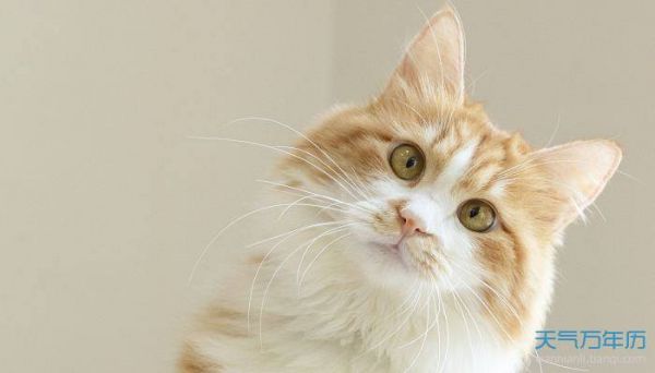 2022宠物猫名字可爱洋气 猫咪的名字洋气大全2022