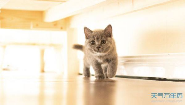2022宠物猫名字可爱洋气 猫咪的名字洋气大全2022