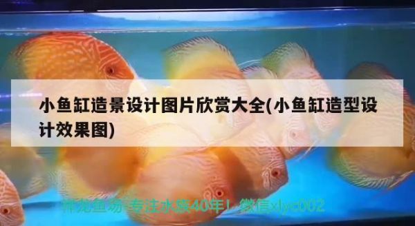 小鱼缸造景设计图片欣赏大全(小鱼缸造型设计效果图) 红龙福龙鱼
