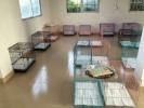 宠物寄养费用 寄养宠物 宠物猫寄养 长期宠物寄养