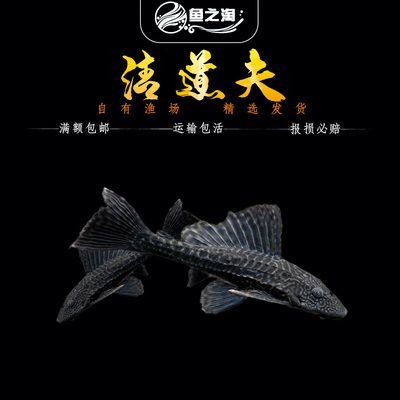 大型鱼缸清洁鱼选什么好：大型鱼缸清洁鱼的优点和注意事项 鱼缸 第4张