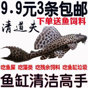 大型鱼缸清洁鱼选什么好：大型鱼缸清洁鱼的优点和注意事项 鱼缸 第3张