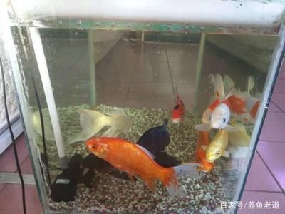 家用大鱼缸怎么清洗水垢的：家庭大鱼缸清洁剂清洁鱼缸清洁剂的方法与使用方法 鱼缸风水 第1张