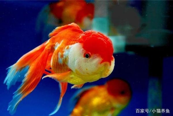 养鱼！我有三个小妙招，保护观赏鱼健康维生素C很重要，新手必看