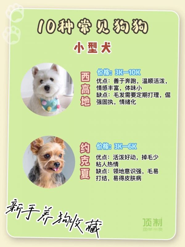 新手想养狗进来选。10种常见狗狗品种#科学养宠攻略 #养狗经验分享 #顶制狗粮 #狗狗