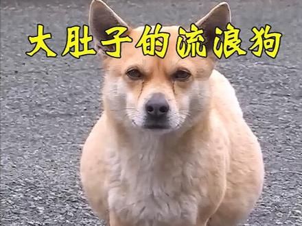 为了让自己看起来有个家，狗狗每天跟在陌生人身边，真的看哭了 #流浪狗救助 #中华田园犬 #动物的迷惑行为 #狗狗