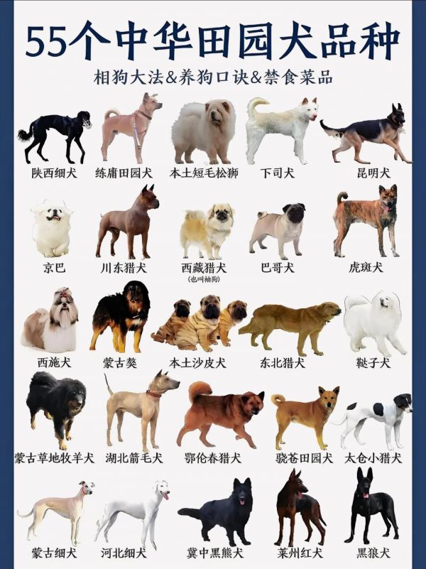 本土犬种大合集。55个本土犬种大合集，简单介绍，看来看看有没有你家的狗子#狗狗 #动物科普 #科普 #中国本土犬种 #动物科普知识