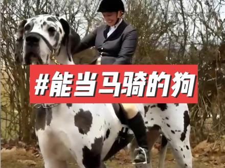 世界上最大的狗 #狗 #有趣的知识又增长了 #万万想不到 #不可思议