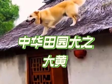 子不嫌母丑，狗不嫌家贫，果然，老祖宗留给我们的才是做好的， #动物世界 #中华田园犬 #大黄 #感人 #感动