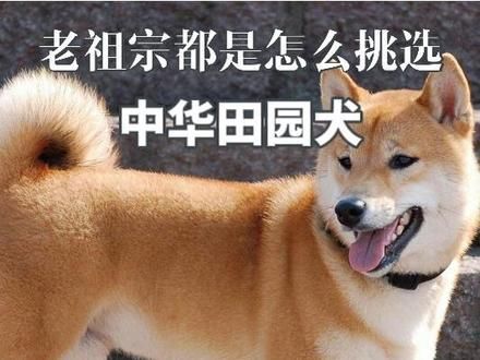 不管怎么选，最适合自己的，才是最好的田园犬！ #中华田园犬 #萌宠出道计划 #爱狗人士集合