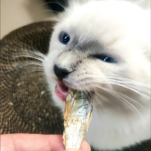 焦作宠物零食小鱼干