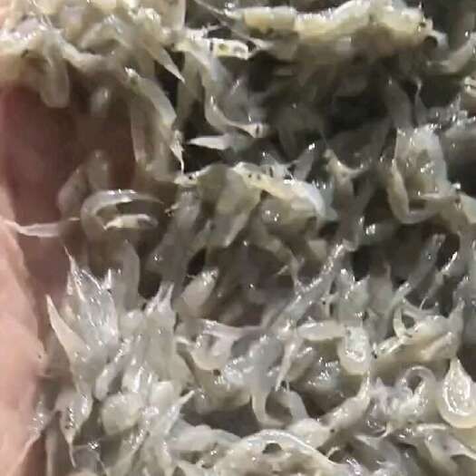 营口精品乌虾！可以做调味品！精品宠物饲料！等等