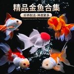 金鱼活鱼观赏鱼活体小金鱼冷水鱼好养耐活金鱼苗淡水鱼宠物鱼大型