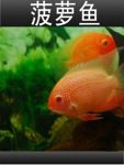 喷点菠萝鱼活体大型鱼热带观赏鱼宠物鱼淡水鱼龙鱼配鱼过滤器